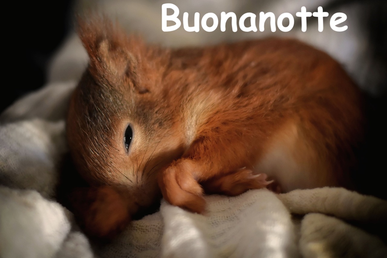 uno scoiattolino tenero con gli occhi socchiusi mezzo addormentato